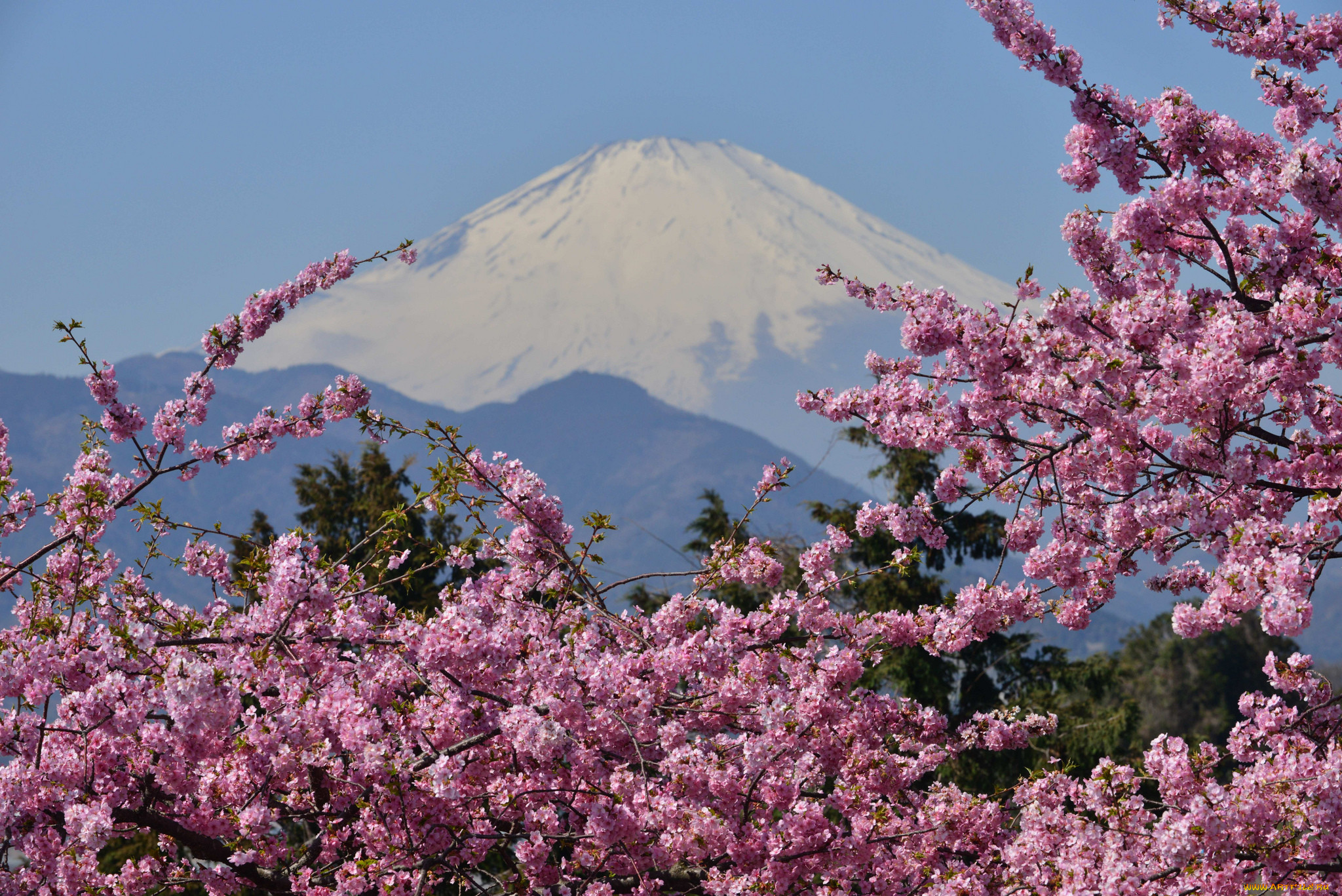 Розовые деревья в горах. Япония гора Фудзияма и Сакура. Цветущая Сакура и Фудзияма. Цветение Сакуры в Японии Фудзияма. Япония Фудзи Сакура пейзаж.